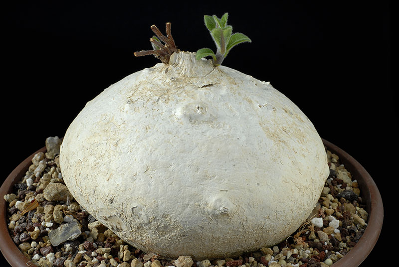 Raphionacme burkei Cm. 14 € 48,00.jpg